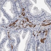 Anti-MASTL antibody produced in rabbit Prestige Antibodies&#174; Powered by Atlas Antibodies, affinity isolated antibody, buffered aqueous glycerol solution