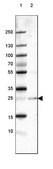 Anti-PABPN1 antibody produced in rabbit Prestige Antibodies&#174; Powered by Atlas Antibodies, affinity isolated antibody, buffered aqueous glycerol solution