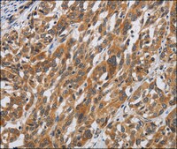 Anti-DSP antibody produced in rabbit affinity isolated antibody