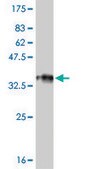 Monoclonal Anti-RP6-213H19.1, (C-terminal) antibody produced in mouse clone 7H4, purified immunoglobulin, buffered aqueous solution