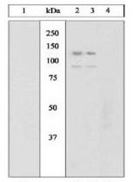 PhosphoDetect Anti-JAK2 (pTyr1007/1008) Rabbit pAb liquid, Calbiochem&#174;