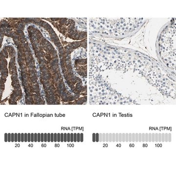Anti-CAPN1 antibody produced in rabbit Prestige Antibodies&#174; Powered by Atlas Antibodies, affinity isolated antibody, buffered aqueous glycerol solution