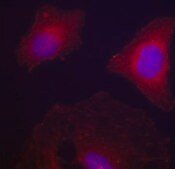 Anti-Phospho-GSK3B-Y216 antibody produced in rabbit