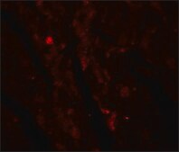 Anti-IDH2 antibody produced in rabbit affinity isolated antibody, buffered aqueous solution