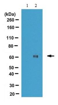 Anti-methyl-CARM1 (Arg551) Antibody from rabbit, purified by affinity chromatography