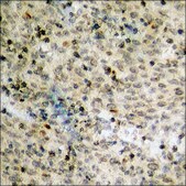 Anti-phospho-Chk1 (pSer317) antibody produced in rabbit affinity isolated antibody