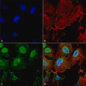 Monoclonal Anti-Synaptotagmin-7 - Atto 488 antibody produced in mouse clone S275-14, purified immunoglobulin