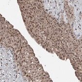 Anti-FSBP antibody produced in rabbit Prestige Antibodies&#174; Powered by Atlas Antibodies, affinity isolated antibody, buffered aqueous glycerol solution