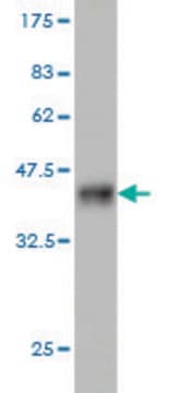 Monoclonal Anti-NEK4, (C-terminal) antibody produced in mouse clone 2E9, purified immunoglobulin, buffered aqueous solution