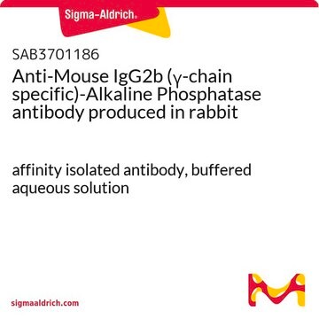 Anti-Mouse IgG2b (&#947;-chain specific)-Alkaline Phosphatase antibody produced in rabbit affinity isolated antibody, buffered aqueous solution