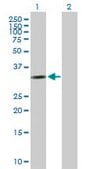 Anti-CCND2 antibody produced in mouse purified immunoglobulin, buffered aqueous solution
