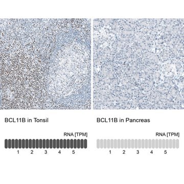 Monoclonal Anti-BCL11B antibody produced in mouse Prestige Antibodies&#174; Powered by Atlas Antibodies, clone CL6426, purified immunoglobulin, buffered aqueous glycerol solution