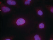 Anti-phospho-CCNB1 (pSer147) antibody produced in rabbit affinity isolated antibody