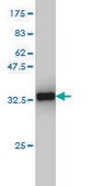 Monoclonal Anti-CX3CR1 antibody produced in mouse clone 2B11, purified immunoglobulin, buffered aqueous solution