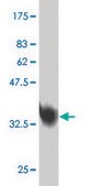 Monoclonal Anti-MED31 antibody produced in mouse clone 2C8, purified immunoglobulin, buffered aqueous solution