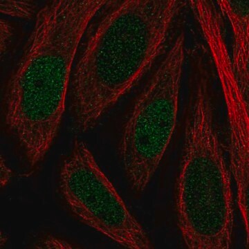 Anti-Kdm4B Antibody Produced In Rabbit Prestige Antibodies&#174; Powered by Atlas Antibodies, affinity isolated antibody, buffered aqueous glycerol solution