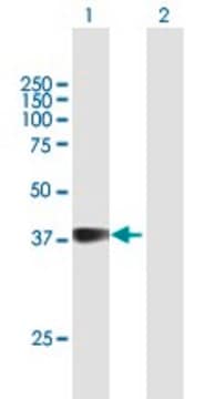Anti-GFI1B antibody produced in mouse purified immunoglobulin, buffered aqueous solution