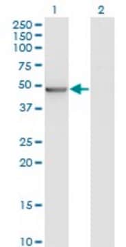 Monoclonal Anti-ZMYND10 antibody produced in mouse clone 3A6, purified immunoglobulin, buffered aqueous solution