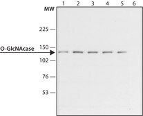 Anti-O-GlcNAcase (OGA) antibody produced in rabbit ~1.5&#160;mg/mL, affinity isolated antibody