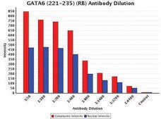 Anti-GATA6 (221-235) antibody produced in rabbit IgG fraction of antiserum, buffered aqueous solution