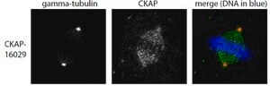 Anti-CKAP5 Antibody from rabbit, purified by affinity chromatography