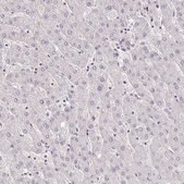 Anti-HBEGF antibody produced in rabbit Prestige Antibodies&#174; Powered by Atlas Antibodies, affinity isolated antibody, buffered aqueous glycerol solution