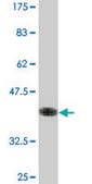 Monoclonal Anti-SSR2 antibody produced in mouse clone 4C1, purified immunoglobulin, buffered aqueous solution