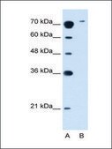 Anti-SLC7A14 antibody produced in rabbit IgG fraction of antiserum