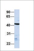 Anti-PSMD4 antibody produced in rabbit affinity isolated antibody