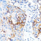 Anti-ICAM-1/CD54 Antibody, clone 2G8Z5, Rabbit Monoclonal