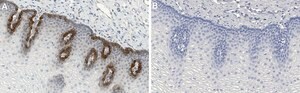 Anti-Rac1 Antibody, clone 1E9 ZooMAb&#174; Rabbit Monoclonal recombinant, expressed in HEK 293 cells