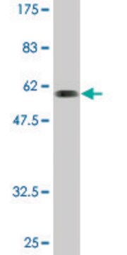 Monoclonal Anti-SNX11 antibody produced in mouse clone 2G1, purified immunoglobulin, buffered aqueous solution