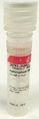 7-Deaza-2&#8242;-deoxyguanosine 5&#8242;-triphosphate lithium salt 10&#160;mM in H2O