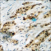 Anti-phospho-FKHR (pSer256) antibody produced in rabbit affinity isolated antibody