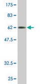 Monoclonal Anti-FCER2 antibody produced in mouse clone 2A7, purified immunoglobulin, buffered aqueous solution