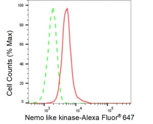 KD-Validated Anti Nemo Like Kinase Antibody, clone 24GB585, Rabbit Monoclonal clone 24GB585, recombinant rabbit monoclonal, expressed in HEK293 cells