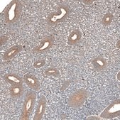 Anti-F8A1 antibody produced in rabbit Prestige Antibodies&#174; Powered by Atlas Antibodies, affinity isolated antibody, buffered aqueous glycerol solution