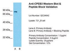 Anti-CPEB3 antibody produced in rabbit affinity isolated antibody