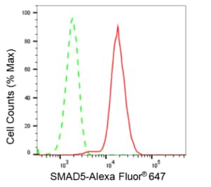 KD-Validated Anti SMAD5 Antibody, clone 23GB2910, Rabbit Monoclonal clone 23GB2910, recombinant rabbit monoclonal, expressed in HEK293 cells