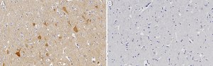 Anti-LRRC8D Antibody, clone 2D7 ZooMAb® Rabbit Monoclonal recombinant, expressed in HEK 293 cells