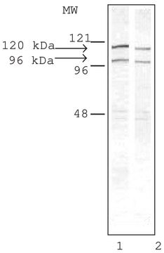 Anti-Drebrin antibody produced in rabbit IgG fraction of antiserum, buffered aqueous solution