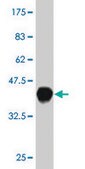 Monoclonal Anti-WWP1 antibody produced in mouse clone 1A7, purified immunoglobulin, buffered aqueous solution