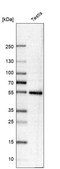 Anti-HSPBAP1 antibody produced in rabbit Prestige Antibodies® Powered by Atlas Antibodies, affinity isolated antibody, buffered aqueous glycerol solution