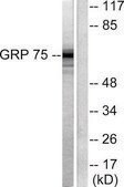 Anti-GRP75 antibody produced in rabbit affinity isolated antibody