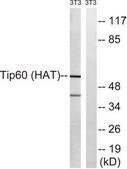 Anti-TIP60 antibody produced in rabbit affinity isolated antibody