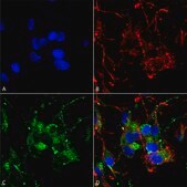 Monoclonal Anti-HCN2 antibody produced in mouse clone S71-37, 1&#160;mg/mL, purified immunoglobulin