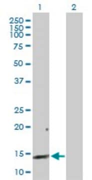 Anti-REG3A antibody produced in rabbit purified immunoglobulin, buffered aqueous solution