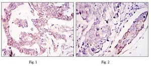 Anti-WIF1 Antibody, clone 1G5 ascites fluid, clone 1G5, from mouse