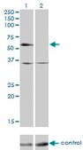 Monoclonal Anti-NR2C2 antibody produced in mouse clone 2A5, purified immunoglobulin, buffered aqueous solution