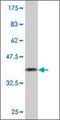 Monoclonal Anti-TMEFF2 antibody produced in mouse clone 1D12, purified immunoglobulin, buffered aqueous solution